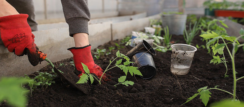 benefits of planting in nutrient rich soil enhanced by unsulfured molasses benefits of molasses for plant health