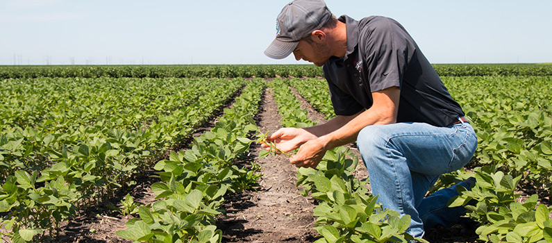 benefits of molasses for soil health and cultivation benefits of molasses for soil health