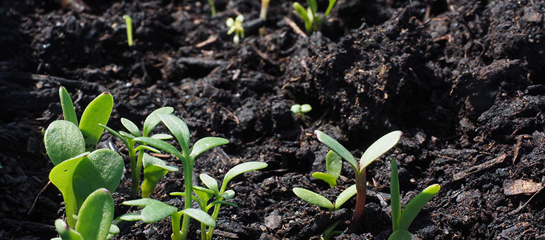 molasses for soil improvement and plants molasses for soil improvement