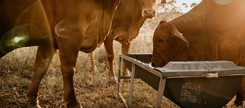benefits of molasses for animal feed cattle enjoying feed grade molasses